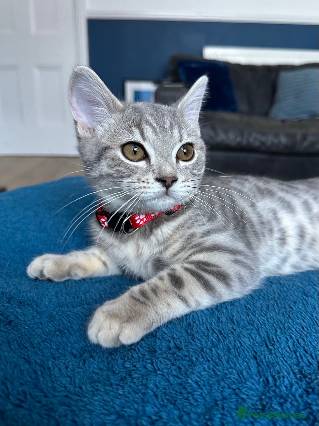 British Shorthair cats for sale:  BSH Female Grey Stripe Kitten - Image 2