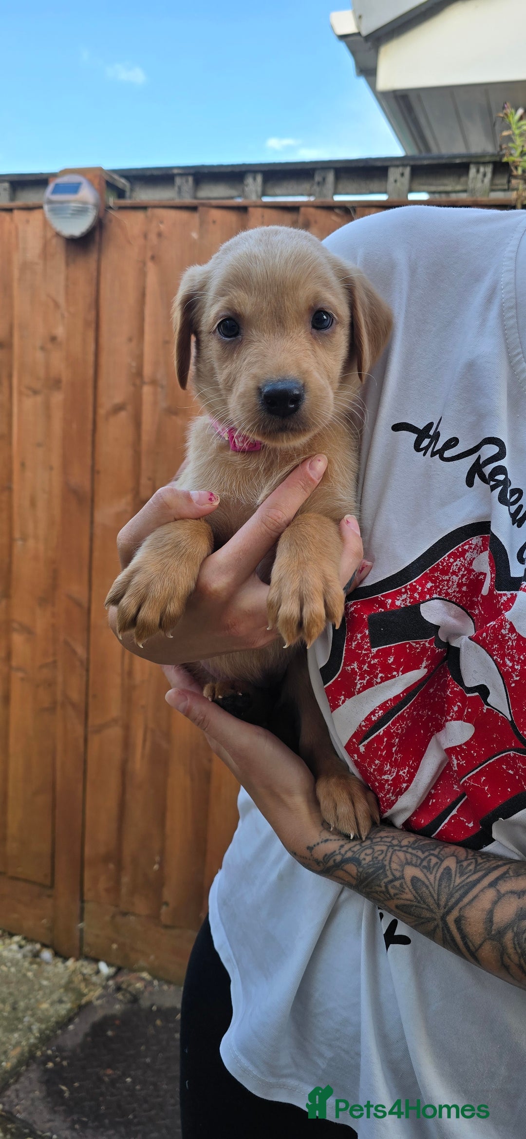 Labrador Retriever dogs for sale: Beautiful Labrador Retriever puppies for sale - Image 5