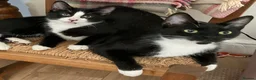 Domestic Shorthair cats for sale: Gorgeous Kittens Ready for their Forever Homes - Advert 9
