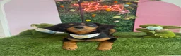 Mixed Breed dogs for sale: 11month old Female mixed breed  - Advert 6