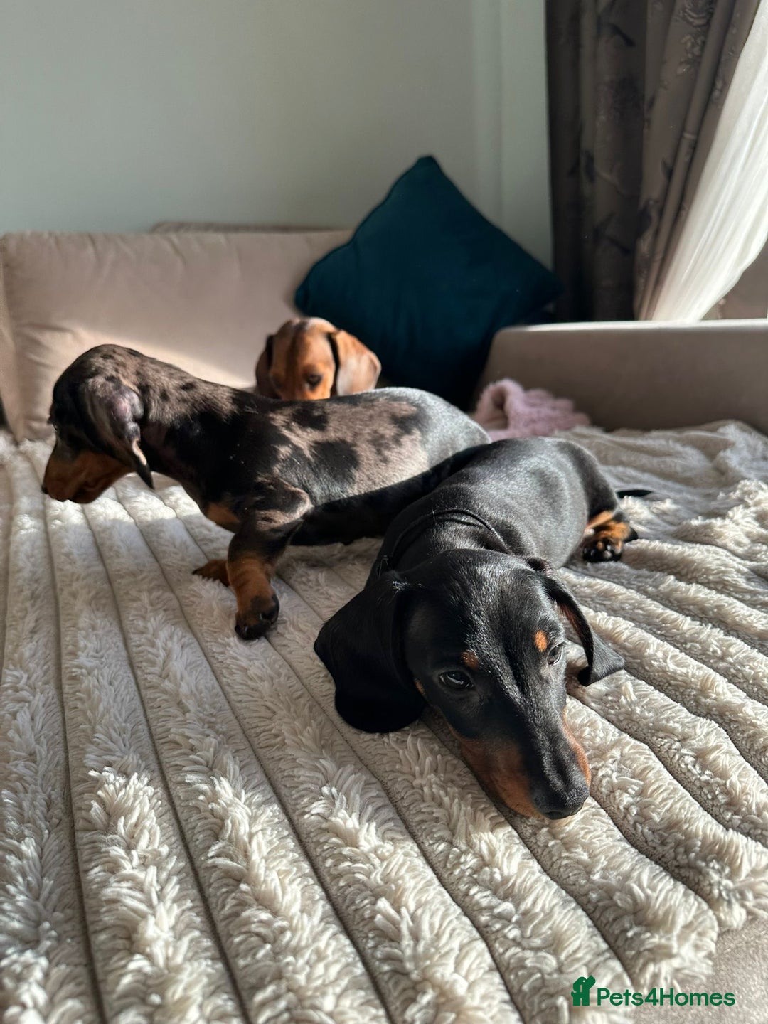 Miniature Dachshund dogs for sale: KC registered PRA CLR miniature dachshund  - Advert 11