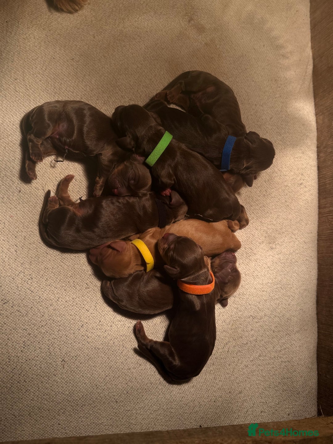 Cocker Spaniel dogs for sale: 8 health checked true quality working cocker pups - Advert 27