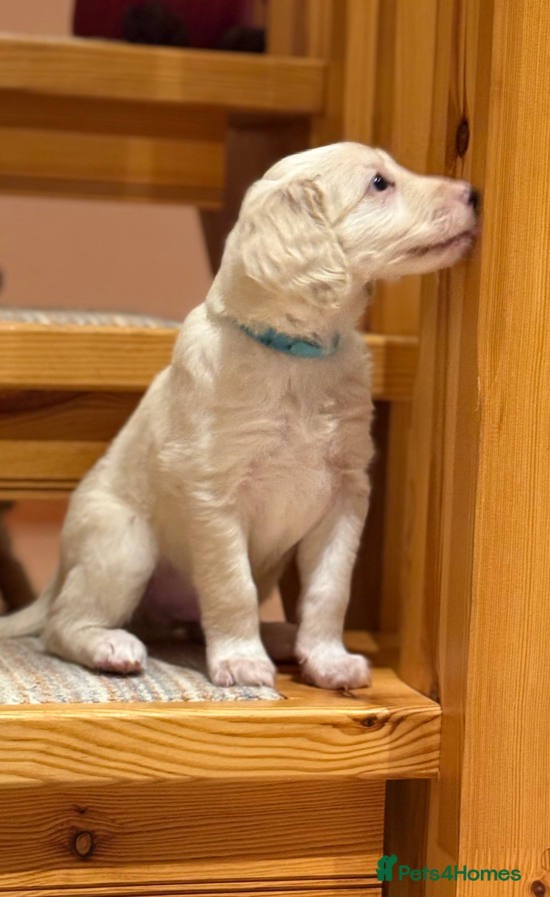 Mixed Breed dogs for sale: 🐾F3 Irish X Australian Labradoodle Puppies  - Advert 37