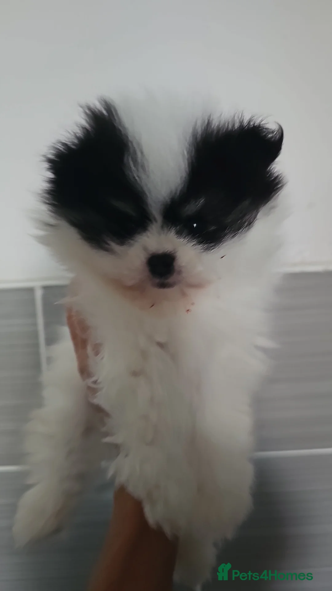Pomeranian dogs for sale: Ready now stunning  pomeranians  - Advert 4