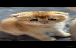 Scottish Fold cats for sale: purebred kittens Gold Scottish Fold Chinchilla - Image 19