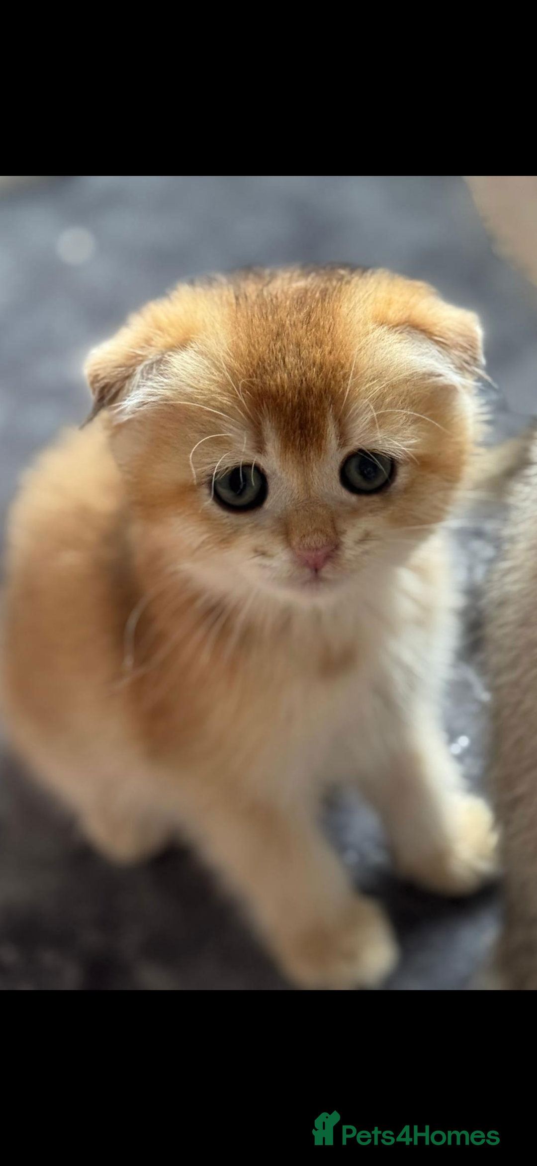 Scottish Fold cats for sale: purebred kittens Gold Scottish Fold Chinchilla - Image 19