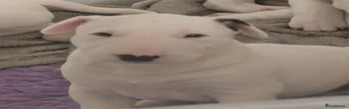 Bull Terrier 2