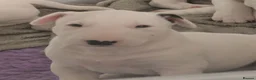 Bull Terrier dogs for sale: Bull terrier pups  - Advert 5