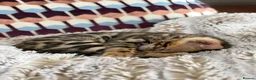 Bengal cats for sale: Bengal kitten for resale - Advert 13