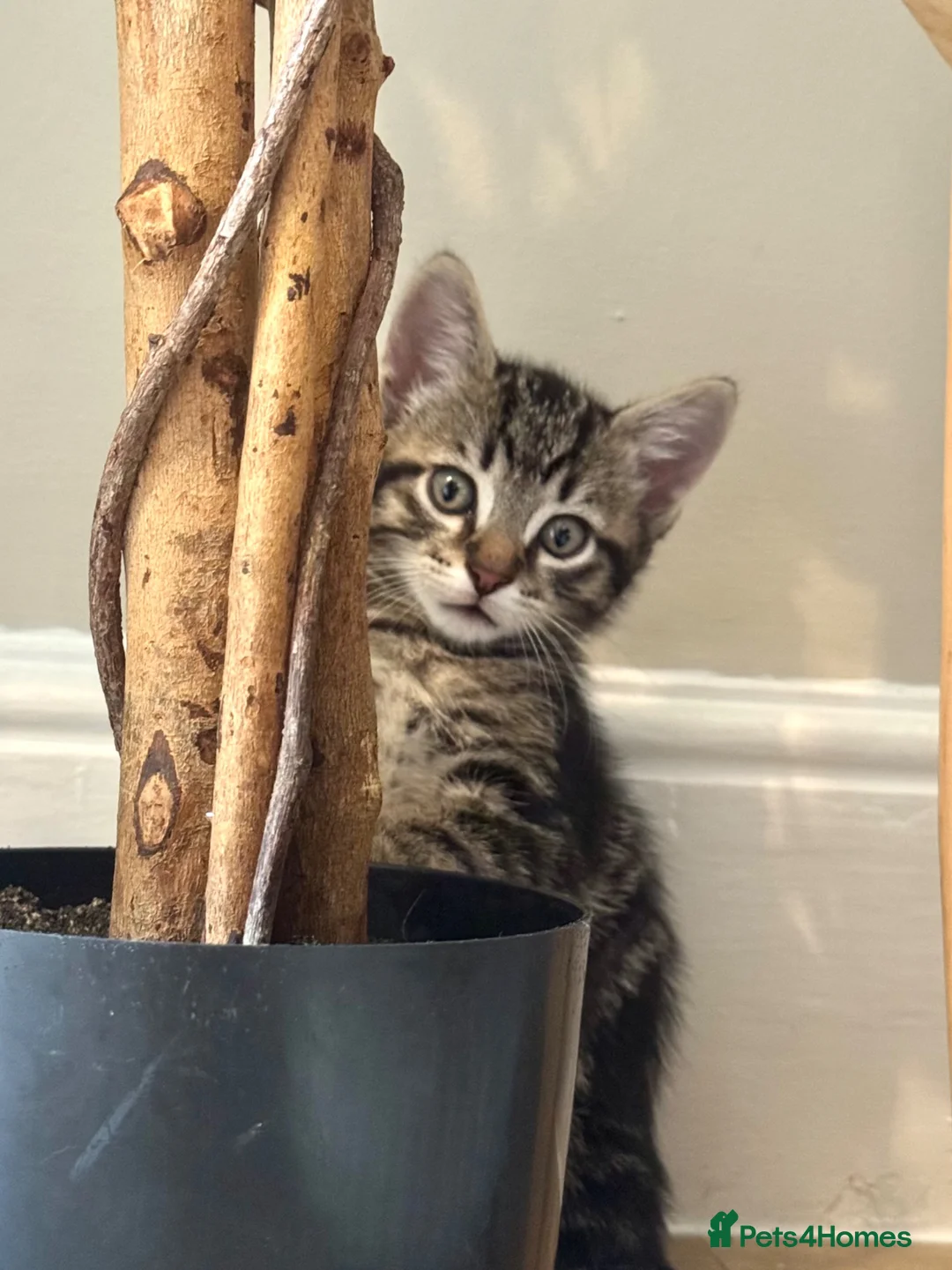 Mixed Breed cats for sale: Kittens looking for forever homes 🐾 - Advert 1