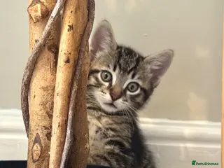 Mixed Breed cats Kittens looking for forever homes 🐾 - Advert 1