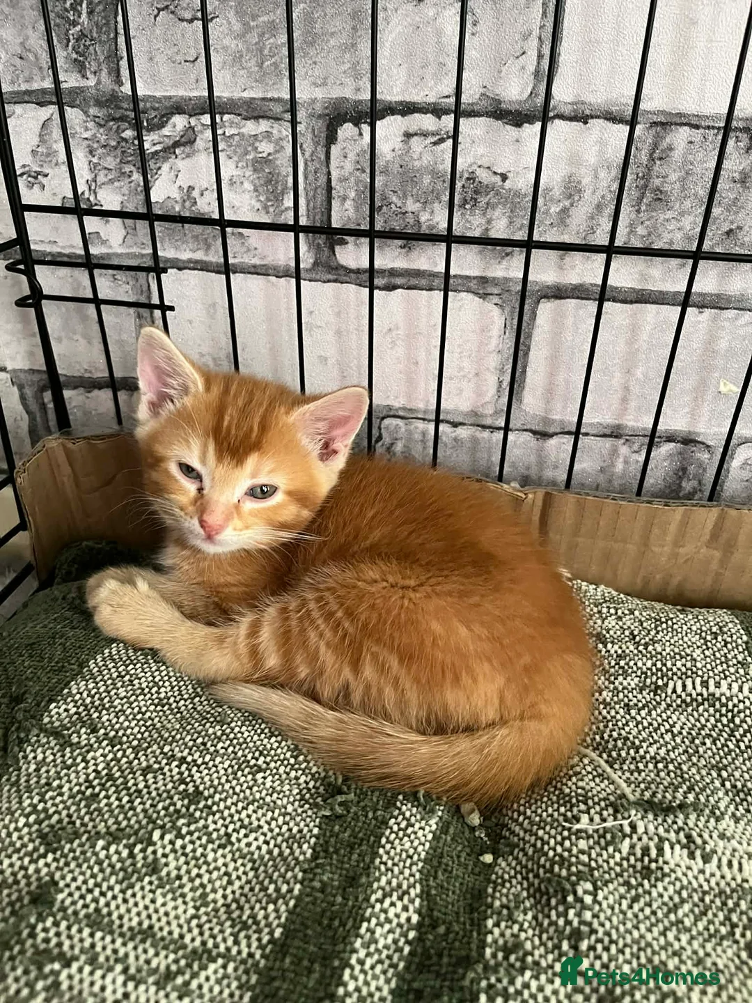 Mixed Breed cats for sale: Kittens  in Hatfield - Advert 6