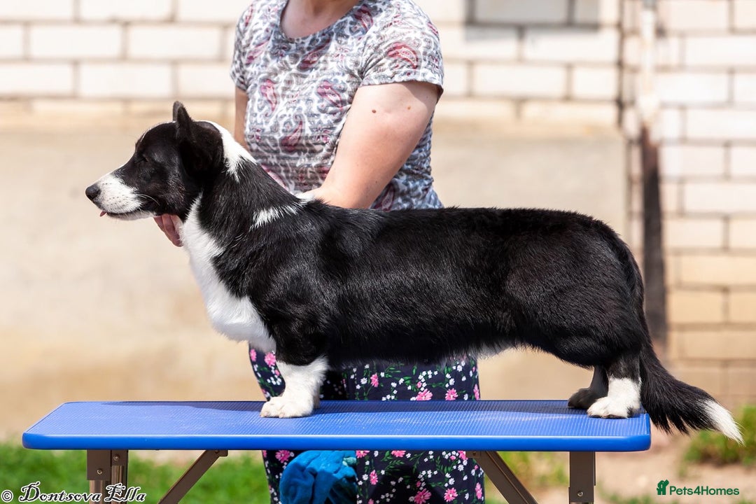 Welsh Corgi Pembroke dogs for adoption: RONNIE – Welsh Corgi Pembroke (Male) - Advert 3