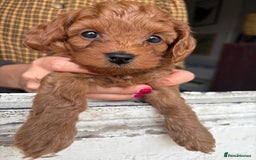 Cockapoo dogs for sale: Very unique Asian Toy Cockerpoos - Image 29