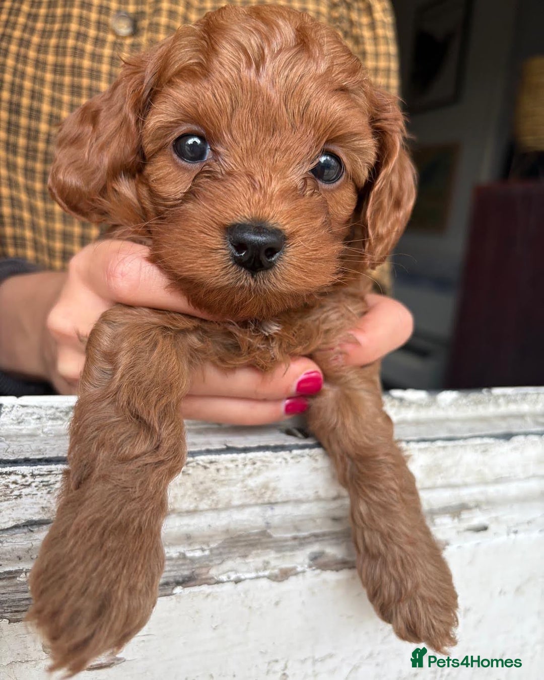 Cockapoo dogs for sale: Very unique Asian Toy Cockerpoos - Image 29