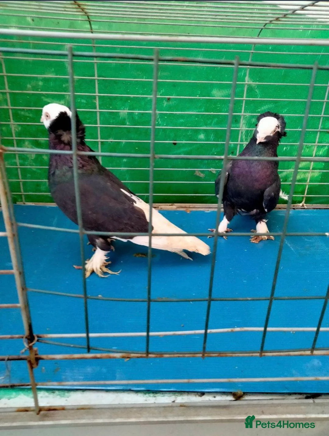 Pigeons birds for sale:  Gumbinnen White-Head Tumblers - Advert 1