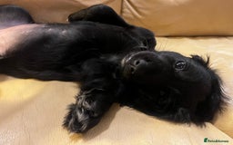 Cocker Spaniel dogs for sale: Gorgeous KC Working Cocker Spaniel Puppy Available - Image 11