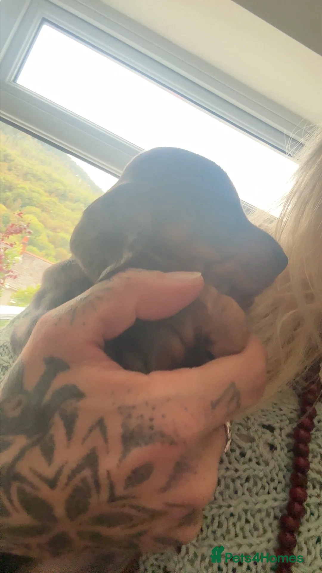 Dachshund dogs for sale: 3 beautiful unusual colours Dachshund  in Burnham-on-Sea - Advert 11