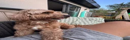 Cockapoo dogs for stud: Proven F1 male cockapoo for STUD in Pershore - Advert 5