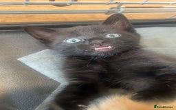 Domestic Shorthair cats for sale: Beautiful kittens - Image 5