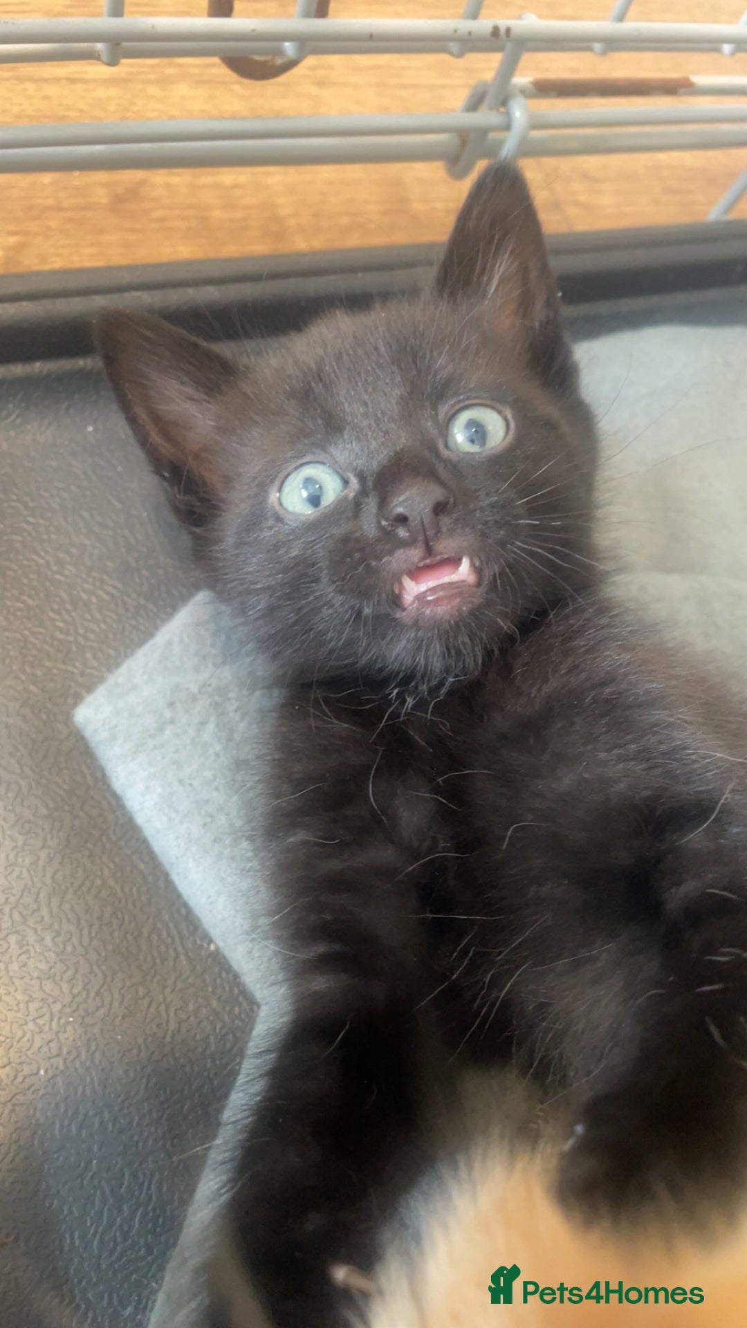 Domestic Shorthair cats for sale: Beautiful kittens - Image 5
