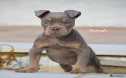 English Bulldog dogs for sale: 23 years experienced 5⭐️Rated Licensed,  - Image 7