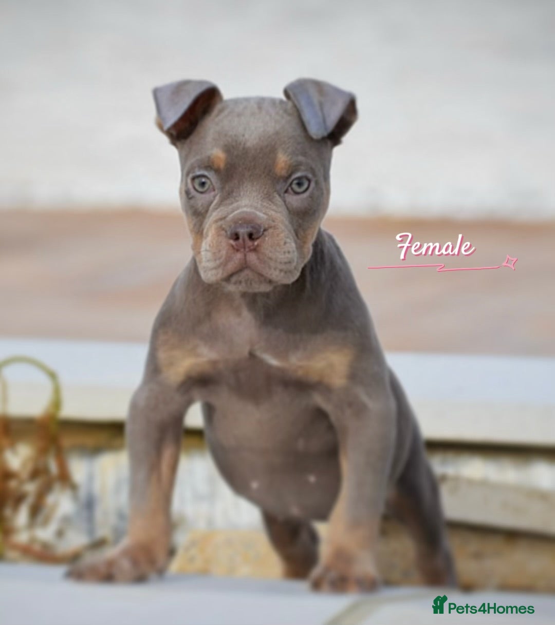 English Bulldog dogs for sale: 23 years experienced 5⭐️Rated Licensed,  - Image 7
