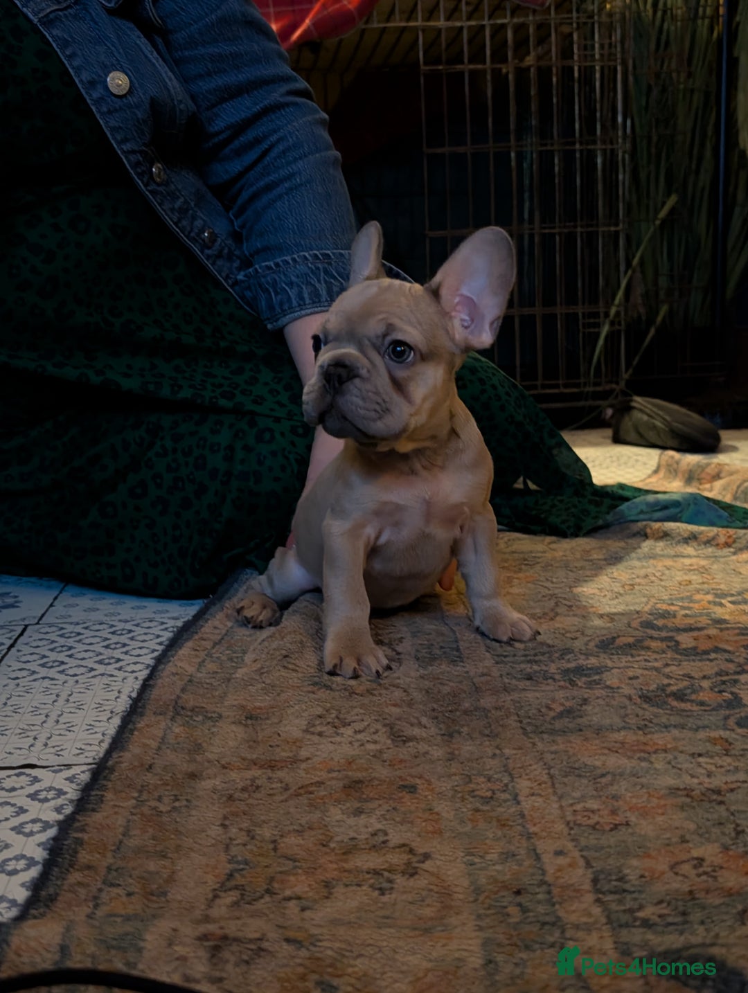 French Bulldog dogs for sale: Lilac fawn french bulldog male pup  - Image 8