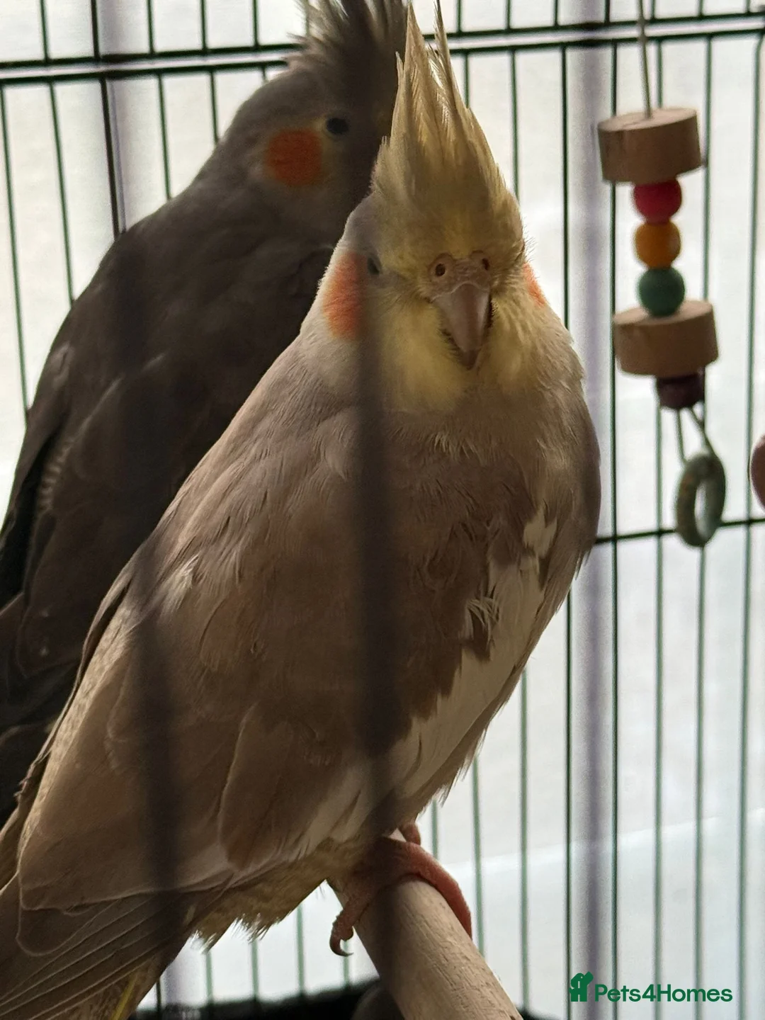 Cockatiels birds for sale: 5 cockatiels (price can be negotiated)  in Harrow - Advert 6