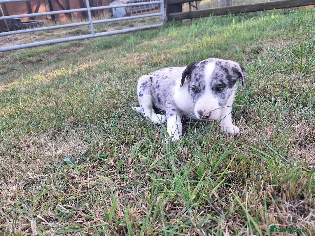 Border Collie dogs for sale: Border Collie pup's  - Image 10