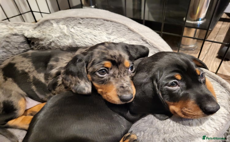 Miniature Dachshund dogs - Advert 2