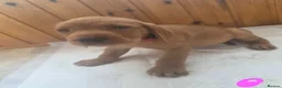 Mixed Breed dogs for sale: ALL REHOMED Vizslador Puppies  - Advert 35