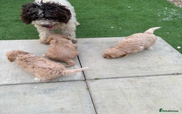 Cockapoo dogs for sale: Boy and girls cockapoo puppies - Image 2