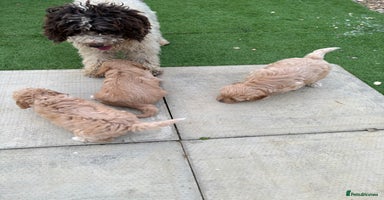 Cockapoo dogs - Advert 9