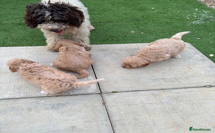 Cockapoo dogs - Advert 2