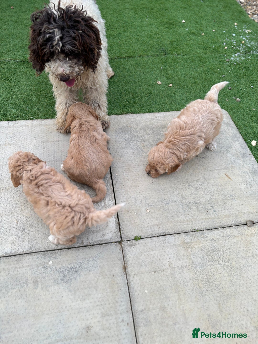 Cockapoo dogs for sale: Boy and girls cockapoo puppies - Image 2
