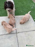 Cockapoo dogs - Advert 2