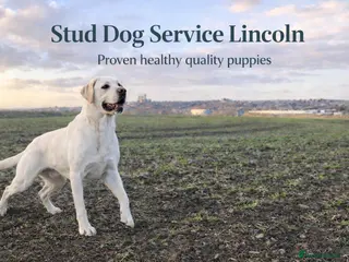 Labrador Retriever dogs Proven White Labrador Retriever,Available for Stud - Advert 6