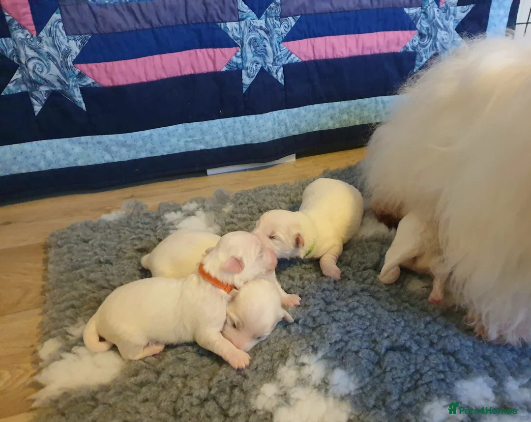 Coton De Tulear dogs for sale: K.C. Reg. Coton de Tulear, health tested parents - Advert 2