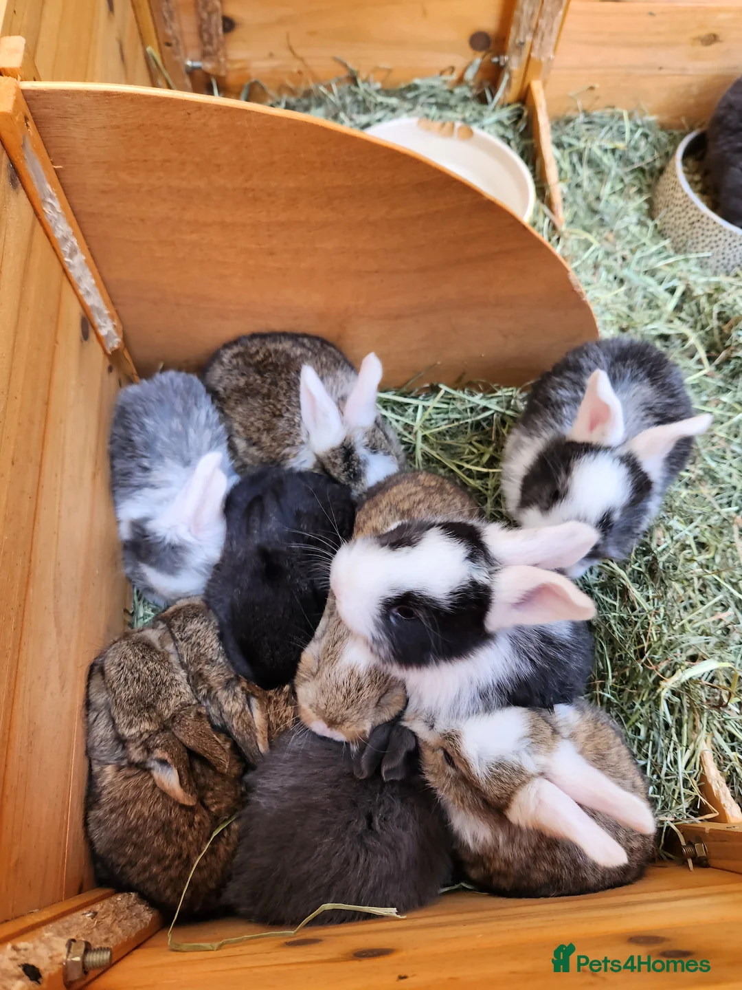 Continental Giant rabbits for sale: Continental giant rabbits in Whitehaven - Advert 2