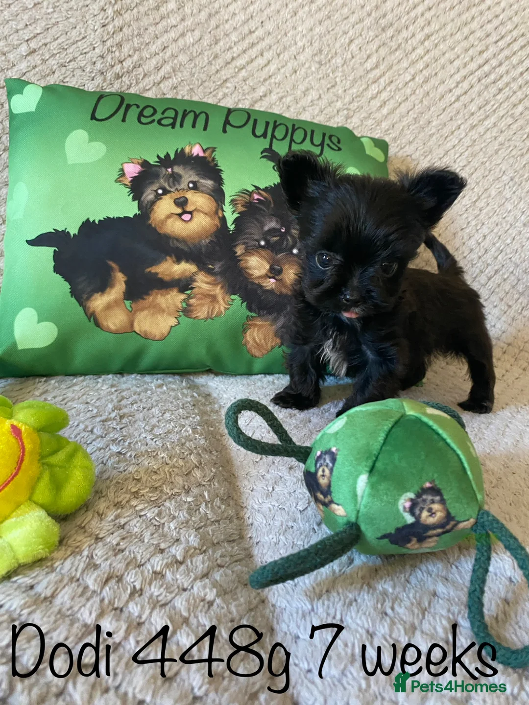 Yorkshire Terrier dogs for sale: Beautiful small Biewer Yorkshire Terrier Pedigree  - Advert 34