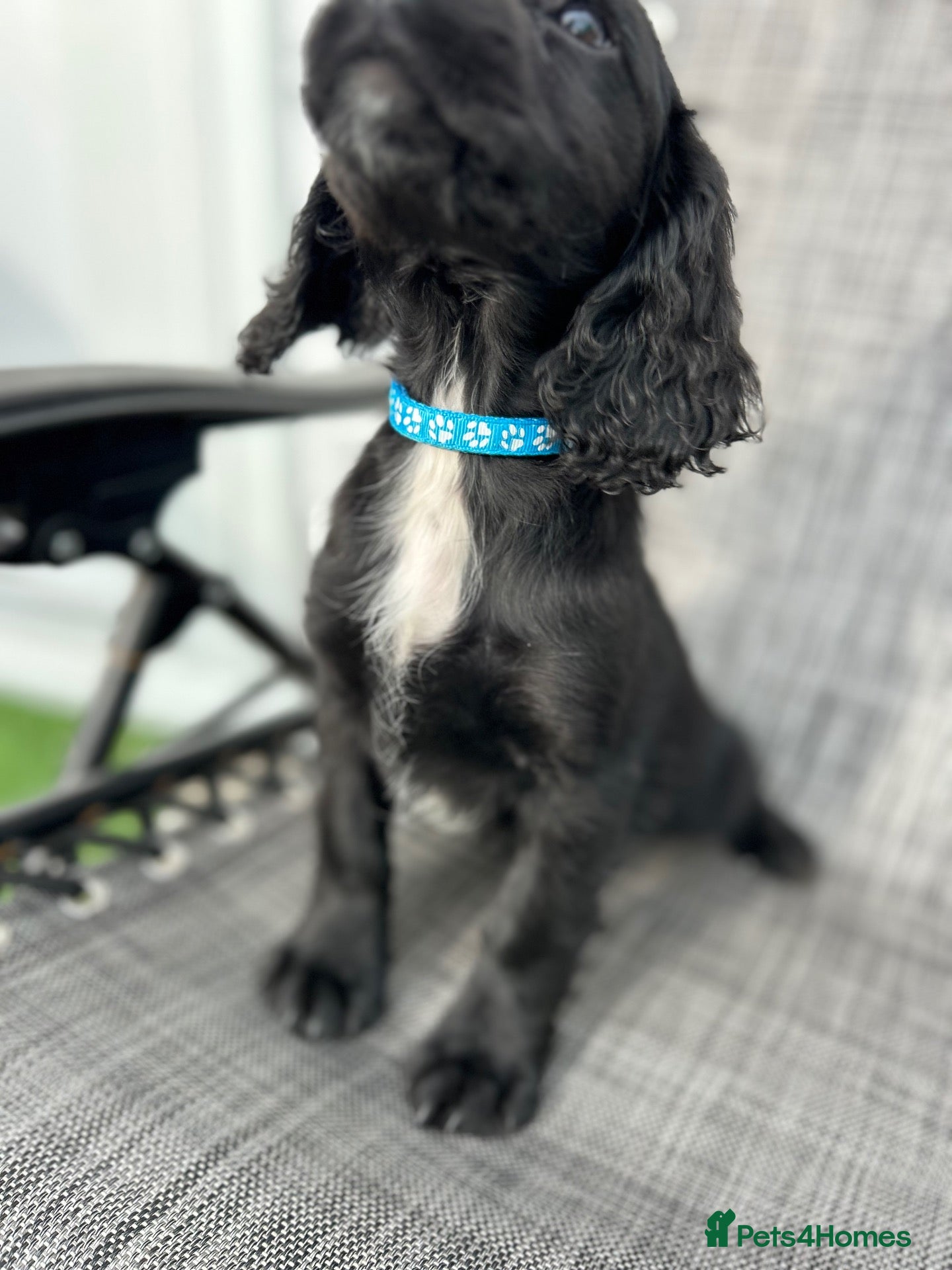 Cocker Spaniel dogs Cocker spaniel  - Advert 2