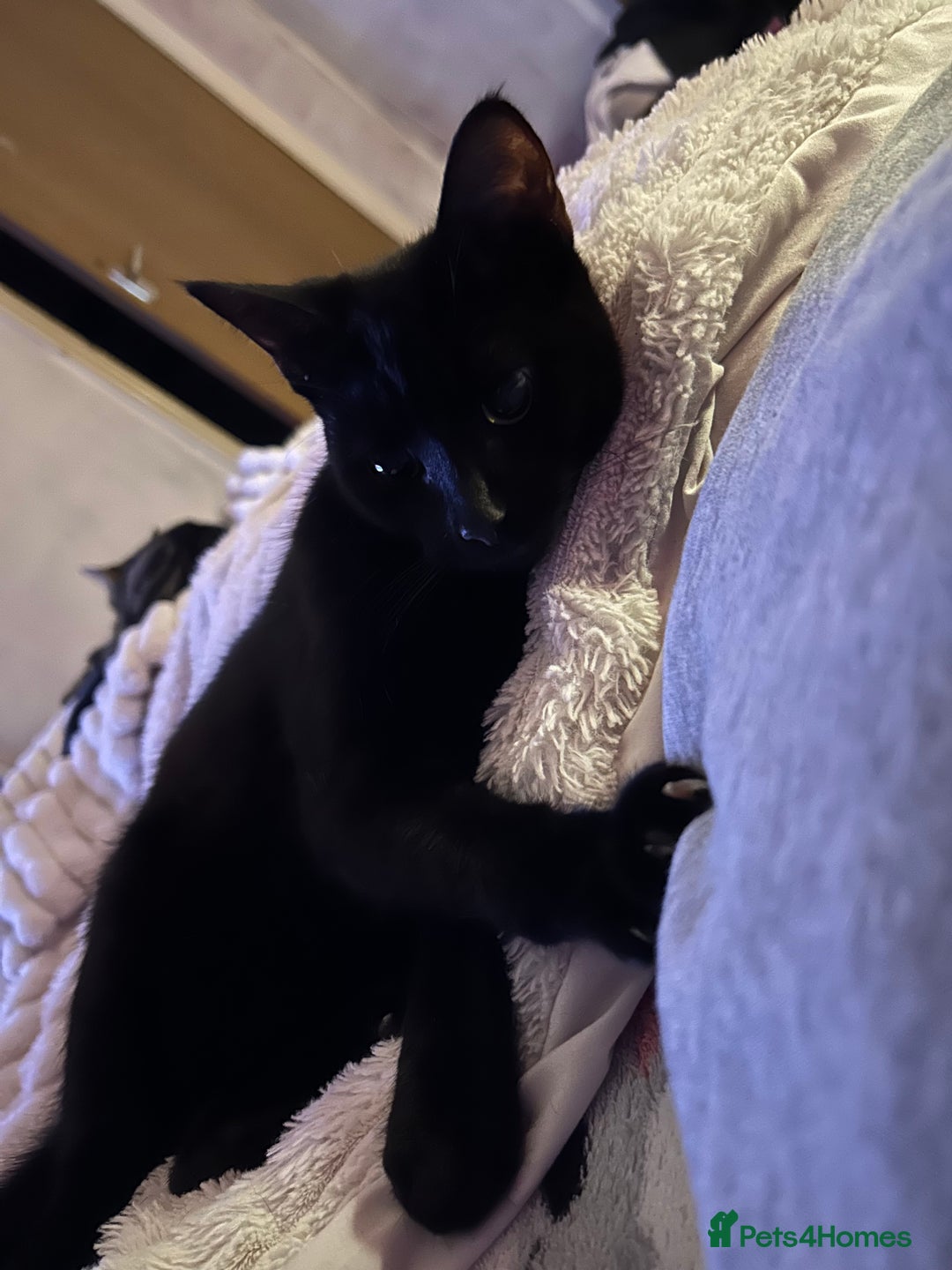 Mixed Breed cats for sale: Kittens  - Advert 4