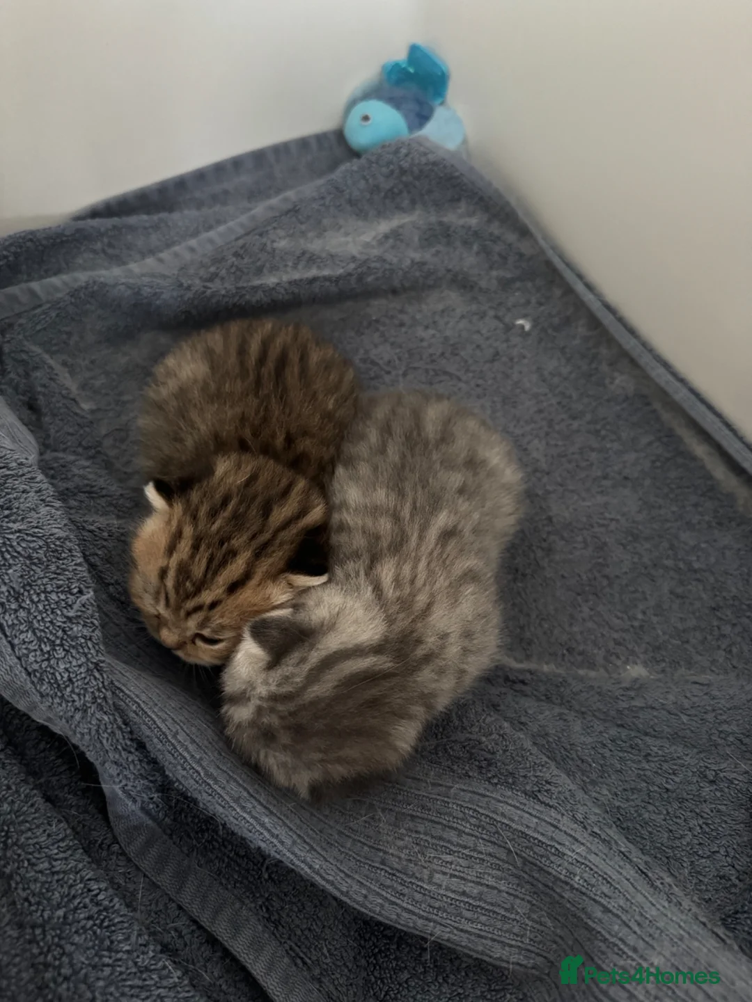 Scottish Fold cats for sale: Adorable Scottish kittens for sale🐾 - Advert 2