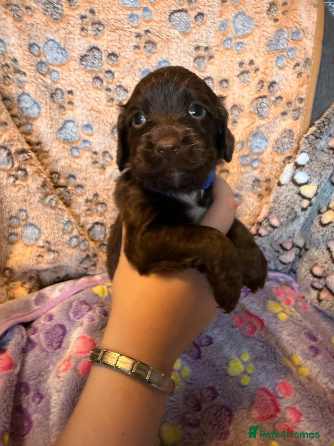Cocker Spaniel dogs for sale: COCKER SPANIEL LITTER OF 9 IN SCARBOROUGH  - Image 5
