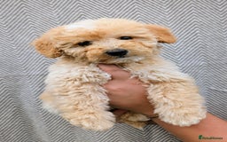 Labradoodle dogs for sale: READY NOW-HEALTH TESTED F1B Miniature Labradoodle - Image 9