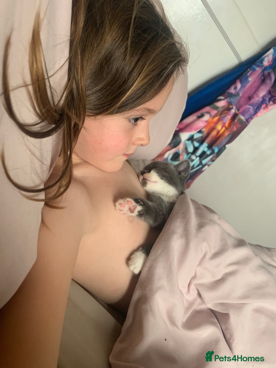 Mixed Breed cats for sale: Kittens  - Advert 7