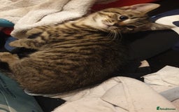 Mixed Breed cats for sale: Tabby kittens  - Image 3