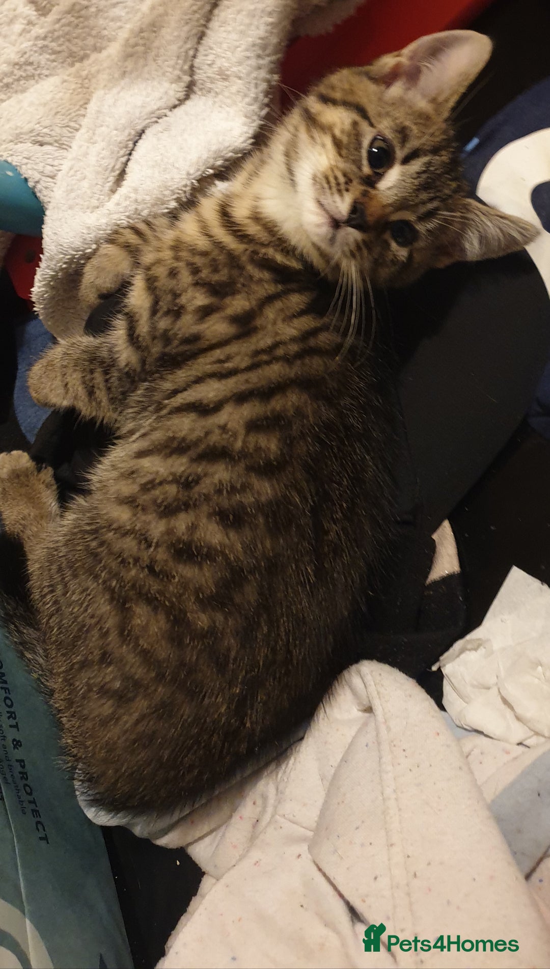 Mixed Breed cats for sale: Tabby kittens  - Image 3