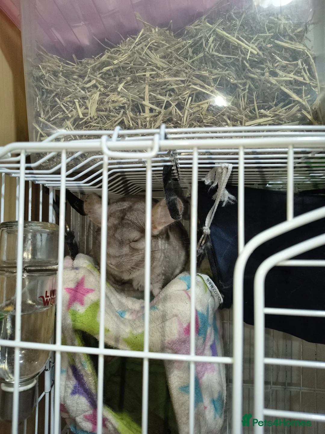 Chinchilla rodents for sale: 2 lovely chinchillas looking for a loving new home - Advert 3